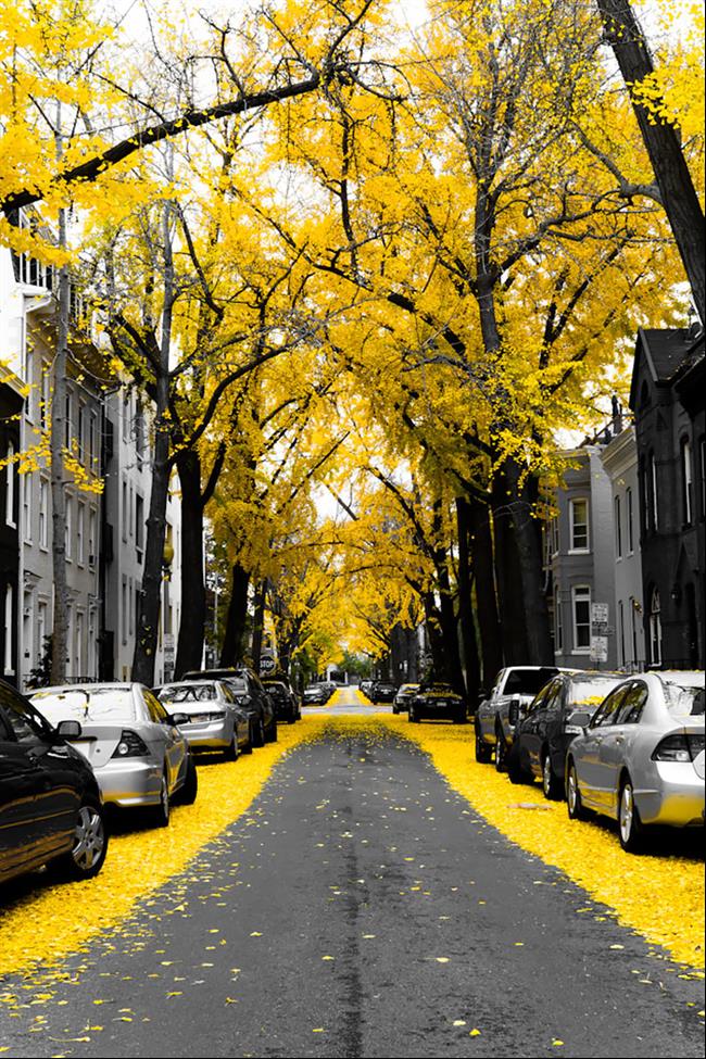 Rua arborizada toda florida em amarelo